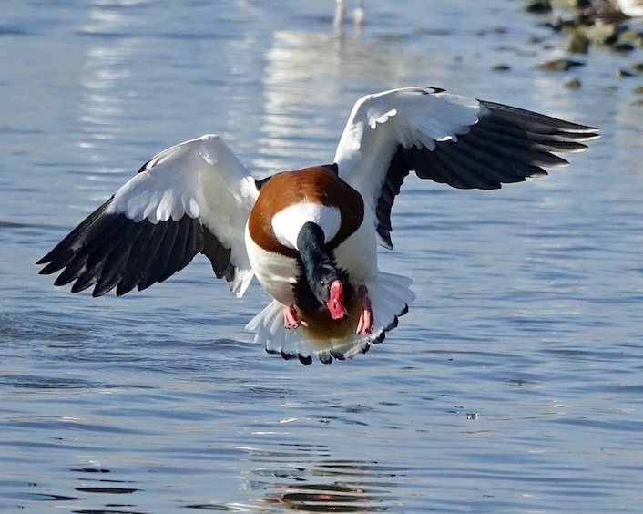 shelduck